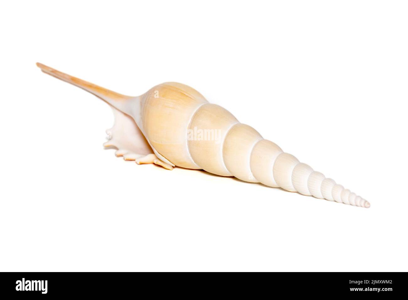 Immagine delle conchiglie di Tibia Fusus (tibia fuso o gasteropode di tibia shinbone) su sfondo bianco. Conchiglie marine. Animali sottomarini. Foto Stock