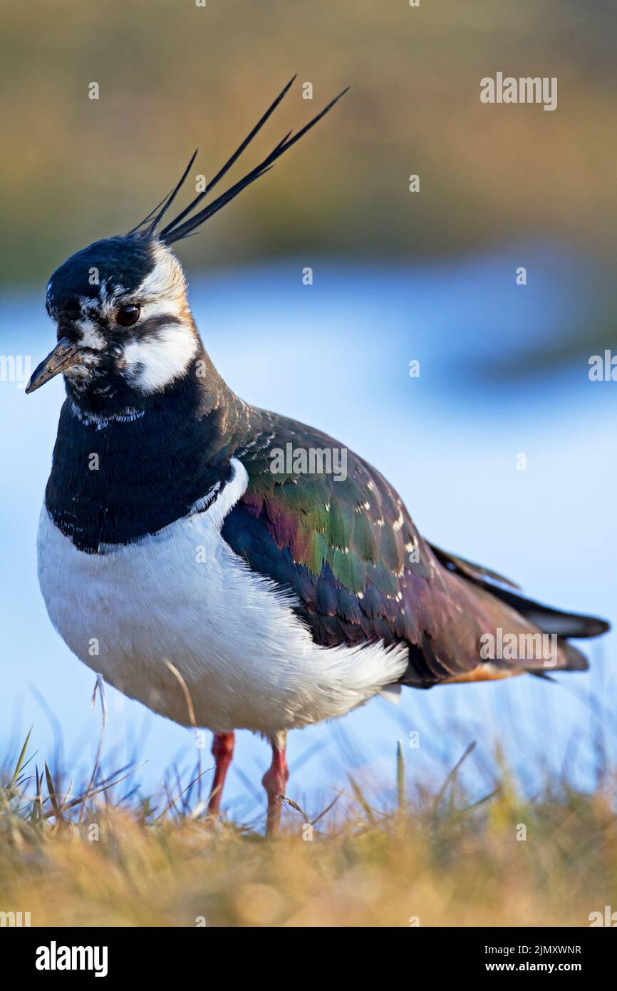 Uccello adulto di Northern Lapwing in piumaggio di allevamento Foto Stock
