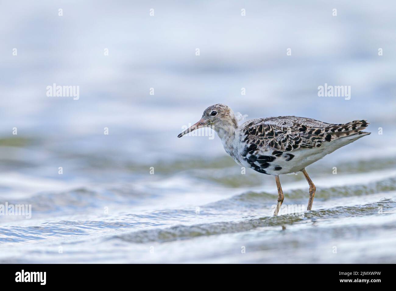 Il maschio Ruff cambia dal piumaggio di allevamento al piumaggio invernale Foto Stock