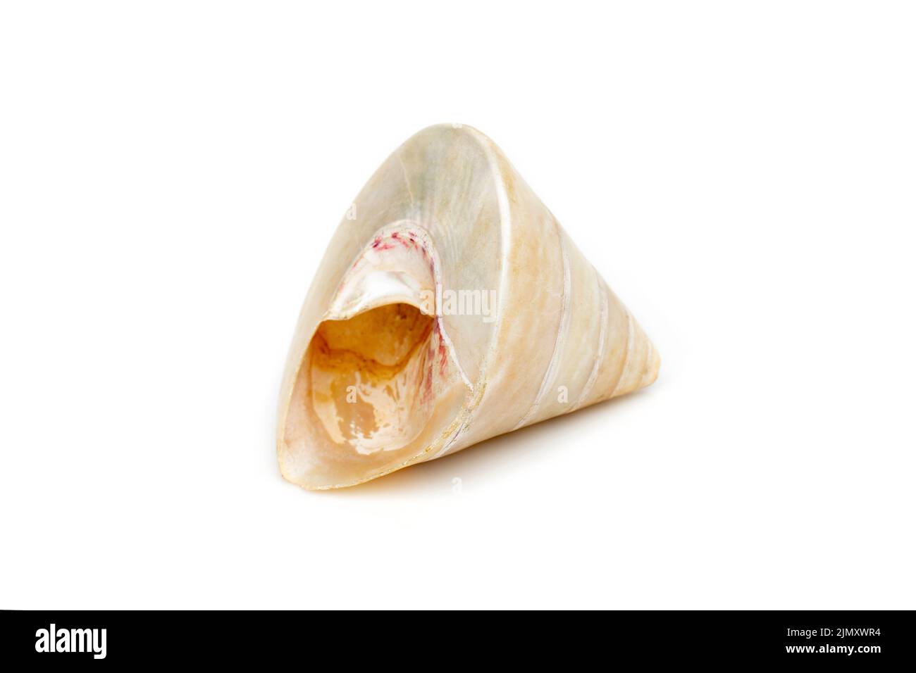 Immagine di conchiglie di trocus perle su sfondo bianco. Animali sottomarini. Conchiglie marine. Foto Stock