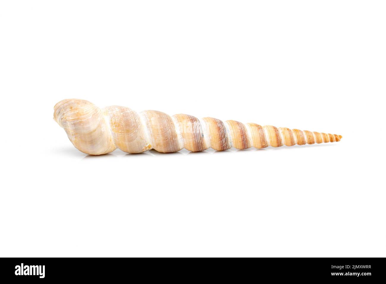 Immagine del guscio a cono appuntito (Terebridae) su sfondo bianco. Animali sottomarini. Conchiglie marine. Foto Stock