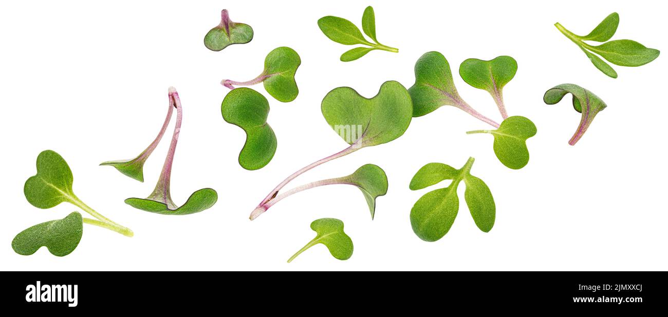 Microgreen foglie isolate su sfondo bianco Foto Stock