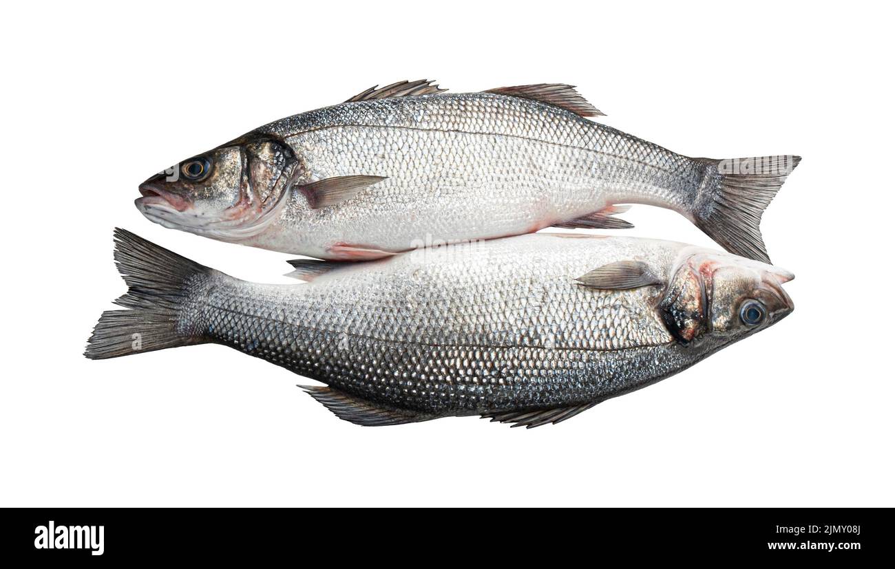 Spigola, pesce di mare fresco isolato su sfondo bianco Foto Stock