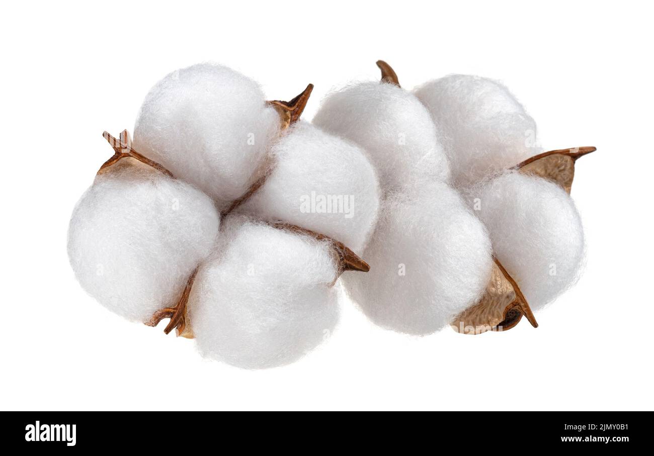 Pianta di cotone fiore isolato su sfondo bianco Foto Stock