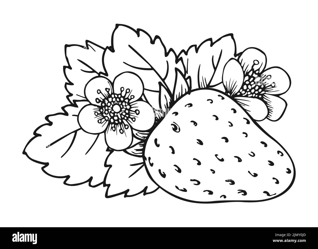 fragole disegno colorato - 7 Raccolta delle bacche Foto e Immagini Stock in Bianco e Nero - Alamy