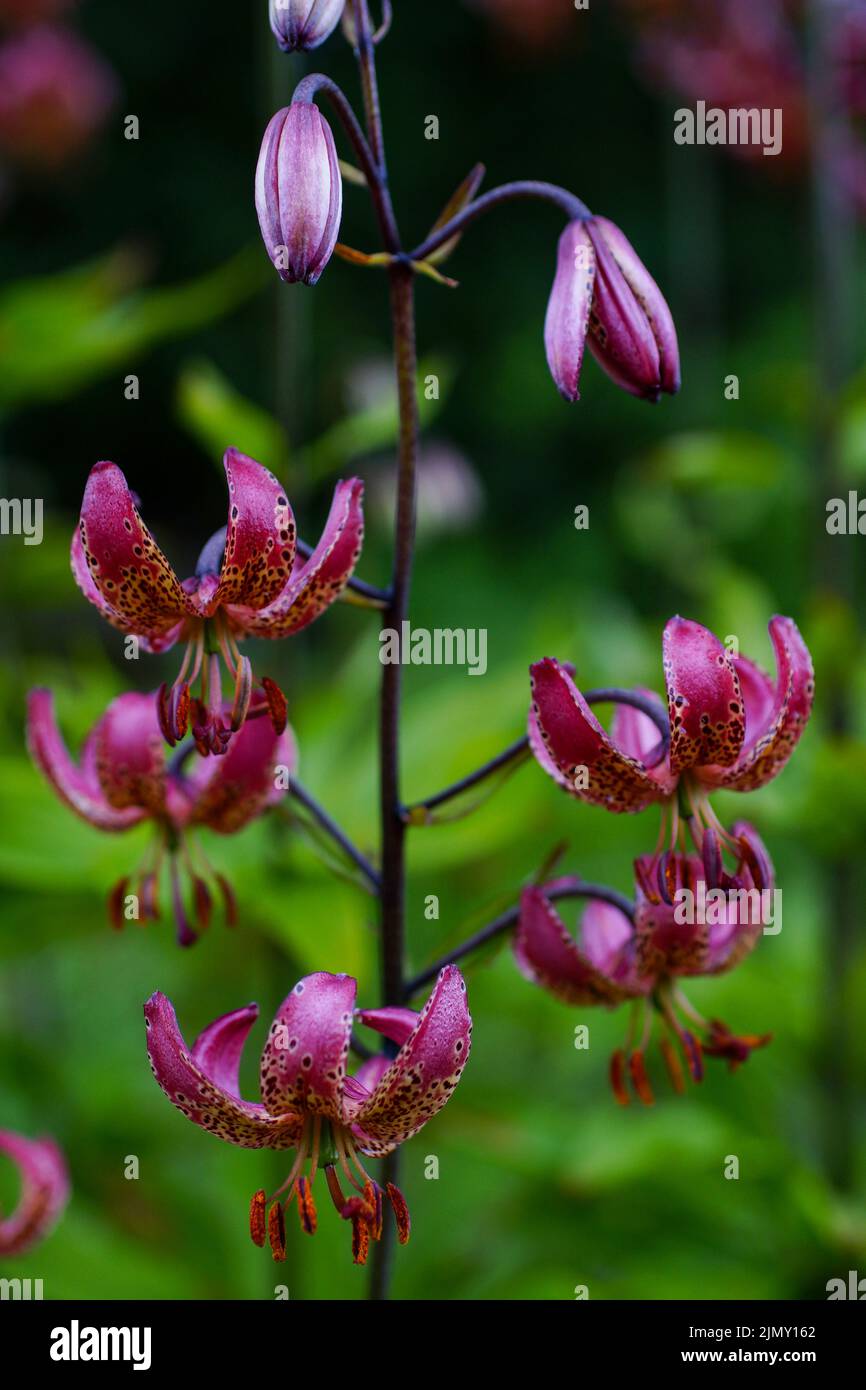 Giglio martagono fiorito (Lilium martagon) con numerosi fiori Foto Stock