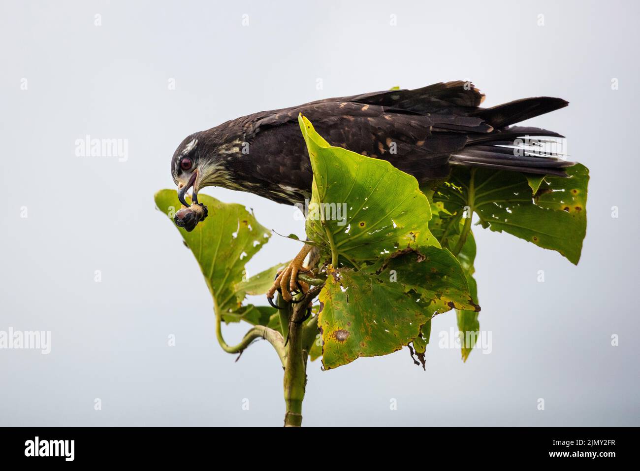 Kite di lumaca giovanile, Rostramus sociabilis, in un albero accanto al lago Gatun, Soberania parco nazionale, provincia di Colon, Repubblica di Panama, America Centrale. Foto Stock