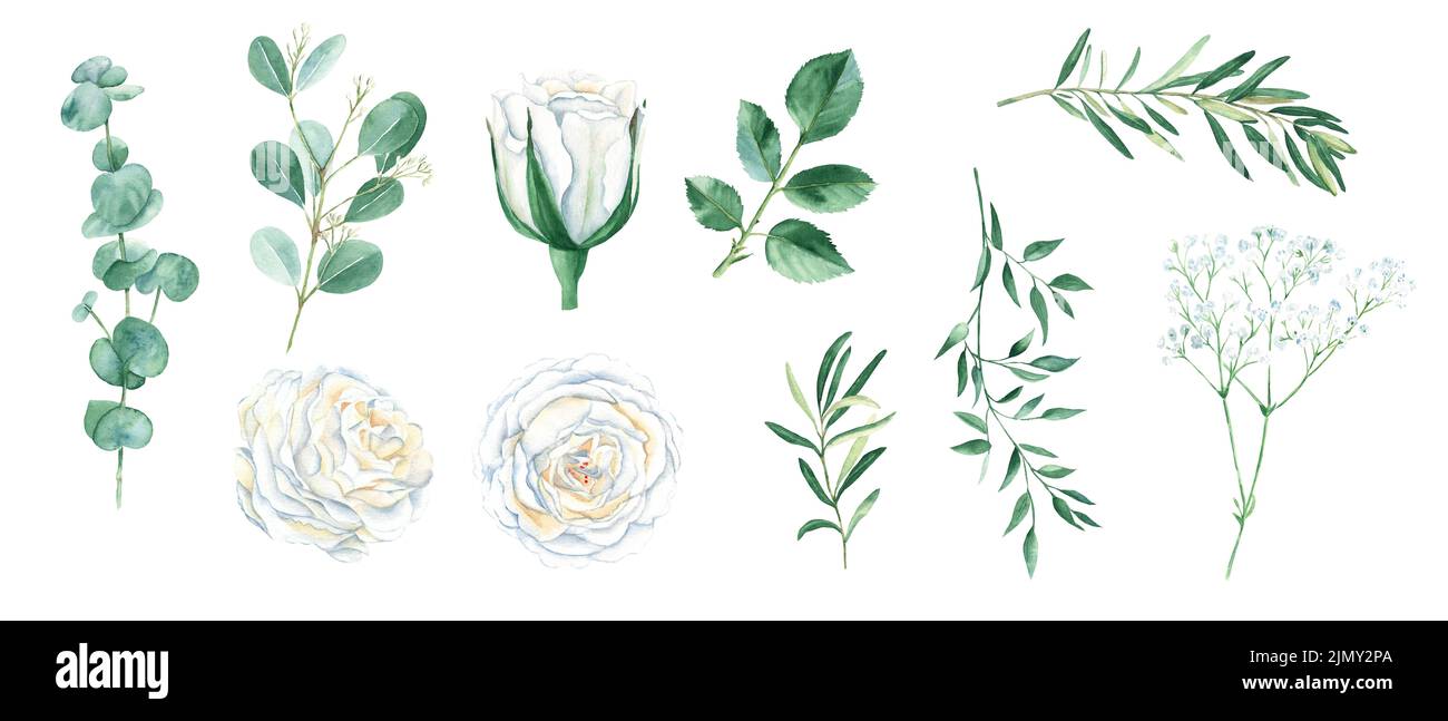 Acquerello floreale set isolato su sfondo bianco. Bottoni di rose bianche, foglie di rose verdi, gypsofila, eucalipto, pistacchio e rami di olive. Foto Stock