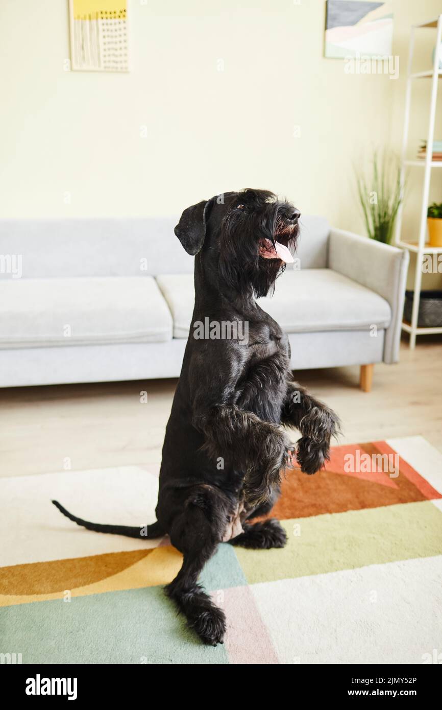 Cane nero domestico in piedi sulle sue zampe posteriori seguendo i comandi in salotto a casa Foto Stock