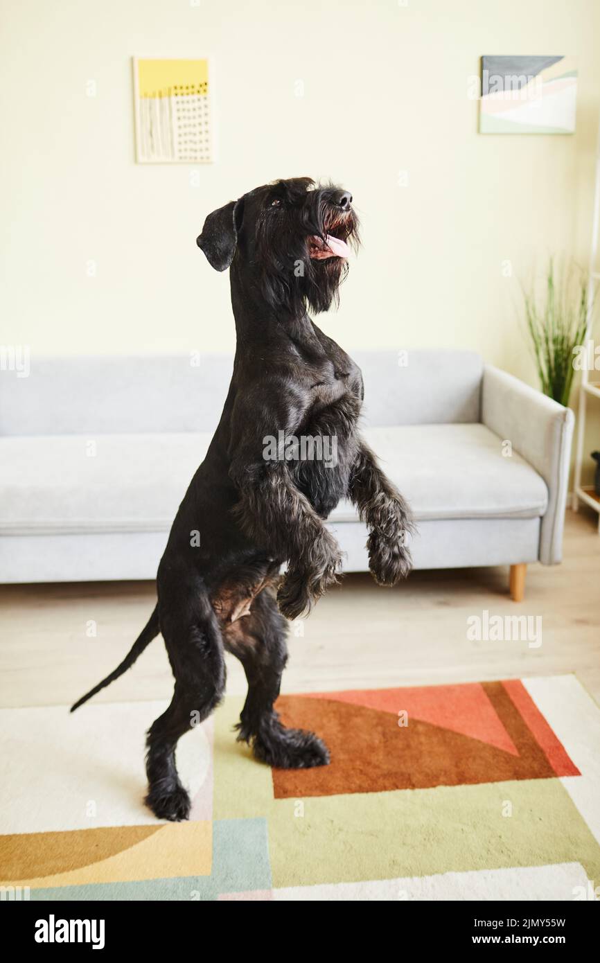 Black schnauzer che fa comandi in piedi sulle zampe posteriori in salotto Foto Stock