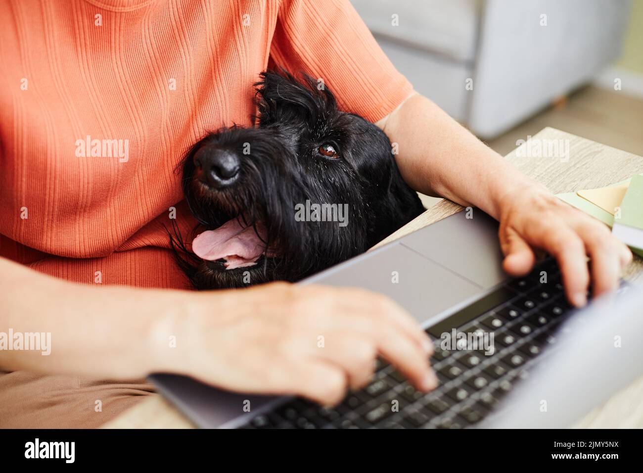 Primo piano del proprietario che fa il suo lavoro in linea sul laptop al tavolo con il cane seduto vicino a lei Foto Stock