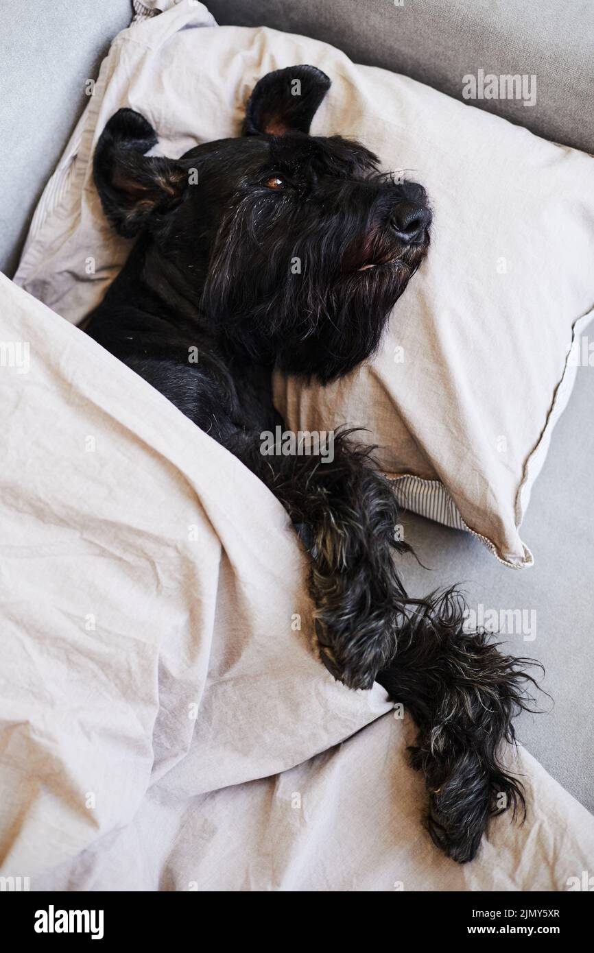 Vista ad angolo alto dello schnauzer nero che giace sul divano su cuscino sotto coperta e riposante Foto Stock