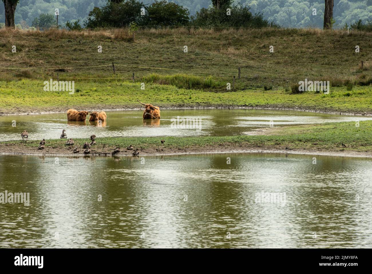 Big Horn manzo al buco d'acqua Foto Stock