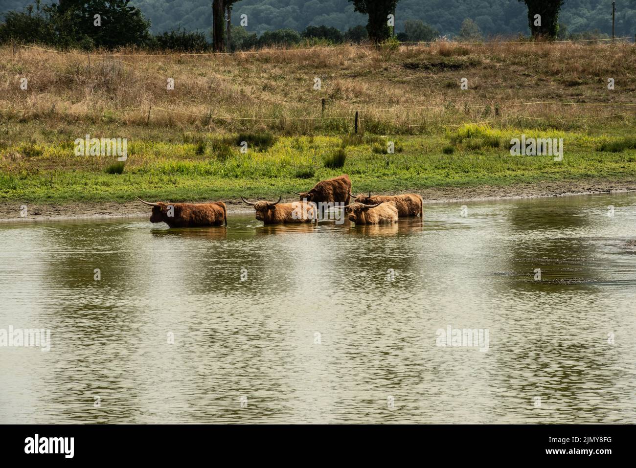 Big Horn manzo al buco d'acqua Foto Stock