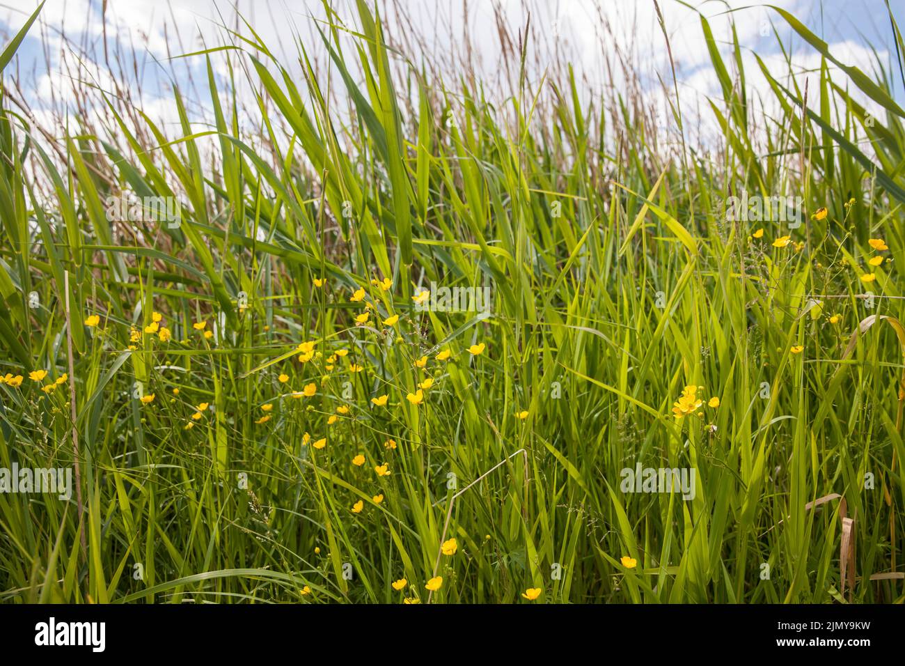 Canne, erbe e fiori nella riserva naturale Rieselfelder vicino a Muenster, santuario europeo degli uccelli sulla zona di un'antica zona di irrigazione per lo spreco Foto Stock