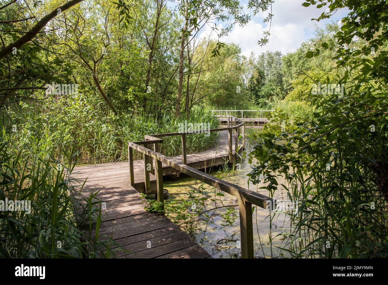 Riserva naturale Rieselfelder vicino a Muenster, riserva europea di uccelli sulla zona di un'ex area di irrigazione per le acque reflue, Renania settentrionale-Vestfalia, Ger Foto Stock