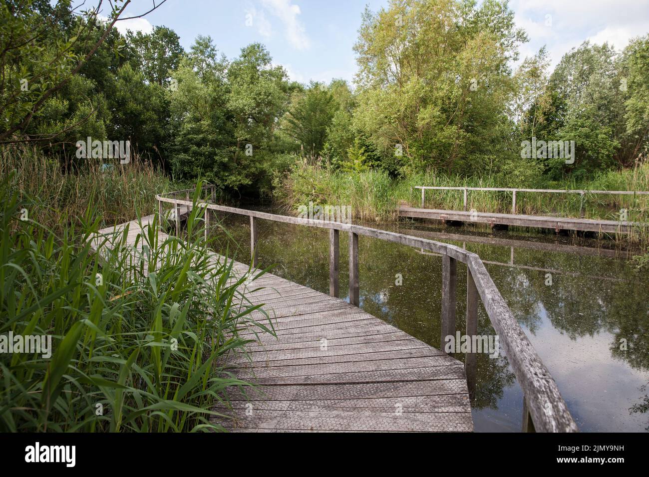 Riserva naturale Rieselfelder vicino a Muenster, riserva europea di uccelli sulla zona di un'ex area di irrigazione per le acque reflue, Renania settentrionale-Vestfalia, Ger Foto Stock