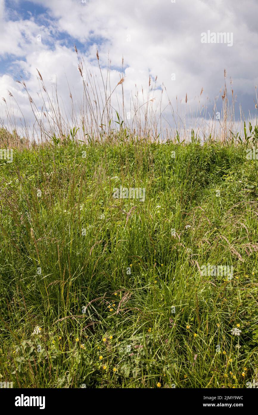 Canne, erbe e fiori nella riserva naturale Rieselfelder vicino a Muenster, santuario europeo degli uccelli sulla zona di un'antica zona di irrigazione per lo spreco Foto Stock