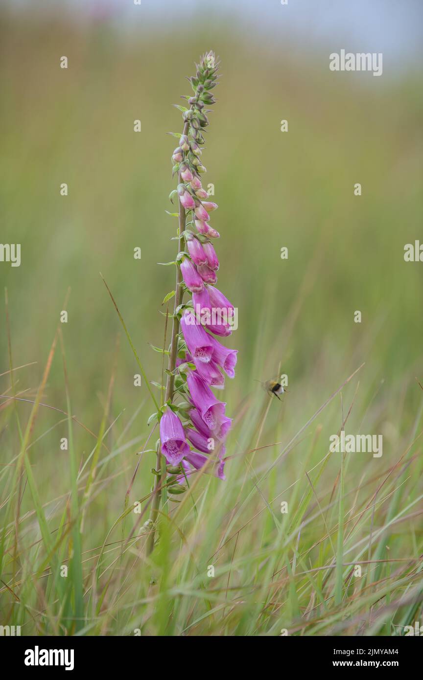 Foxglove Foto Stock