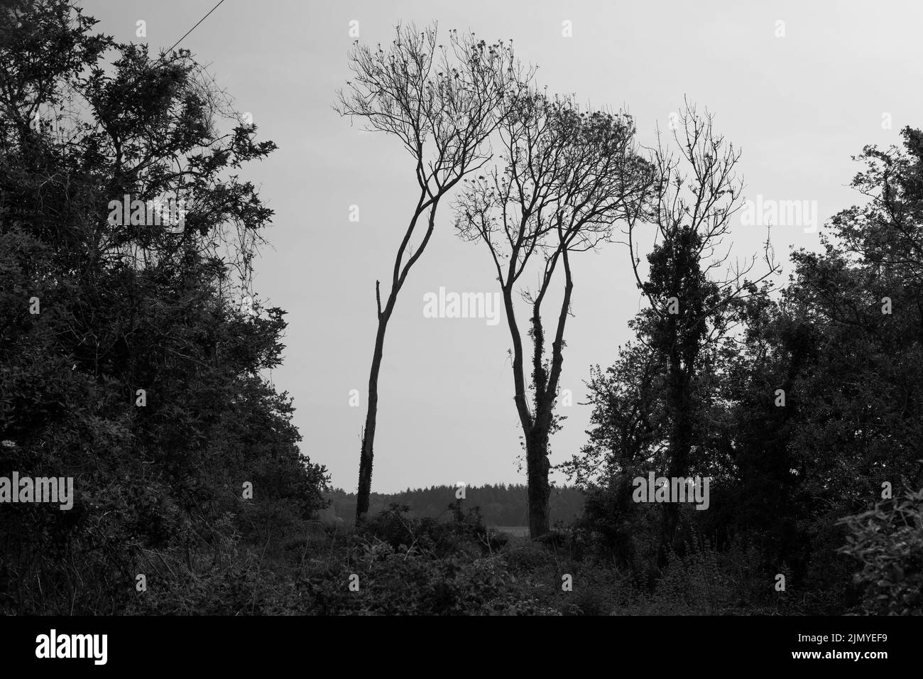 Bianco e nero di albero Foto Stock