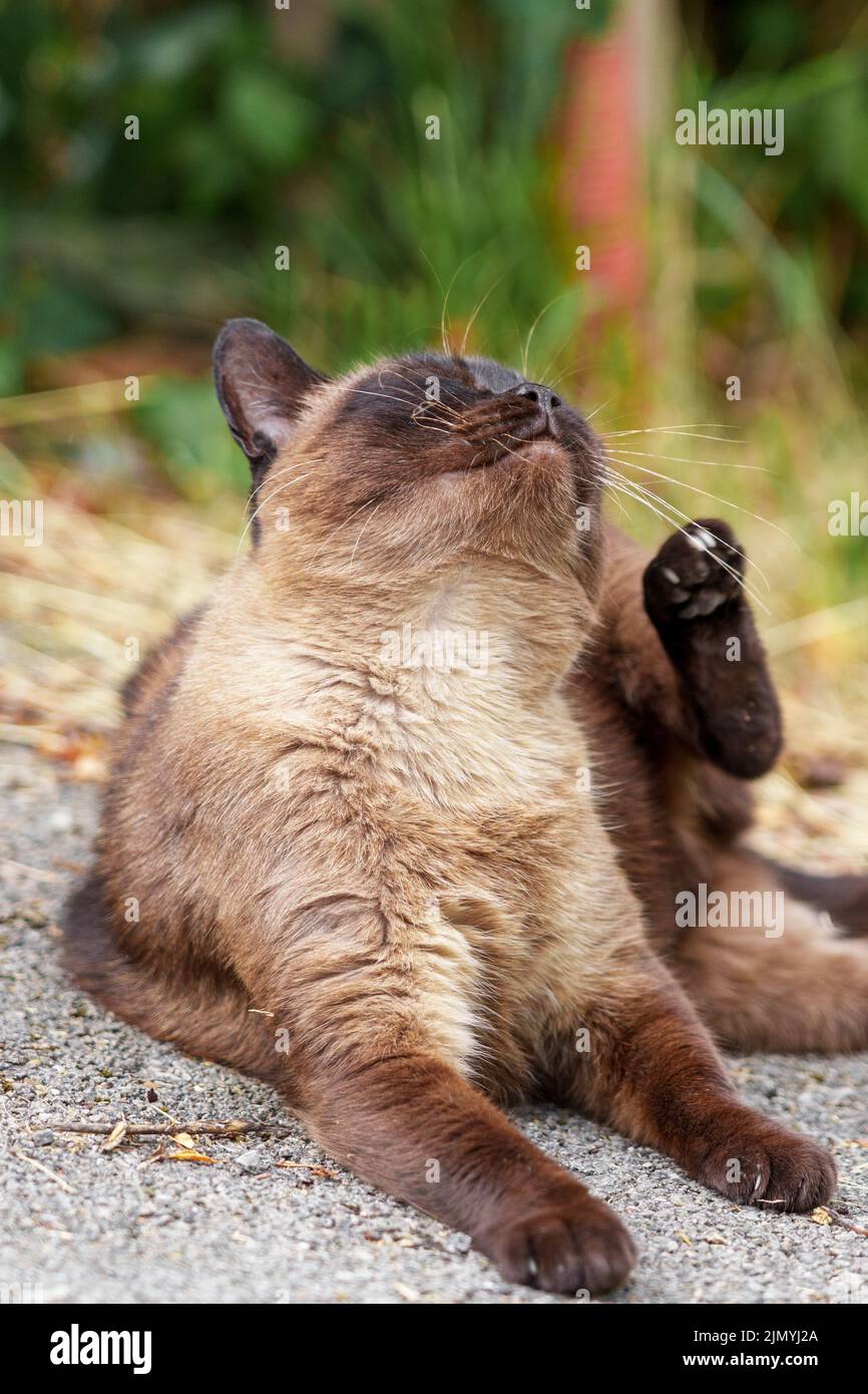Gatto Siamese marrone con zampa su strada asfaltata da vicino all'aperto Foto Stock