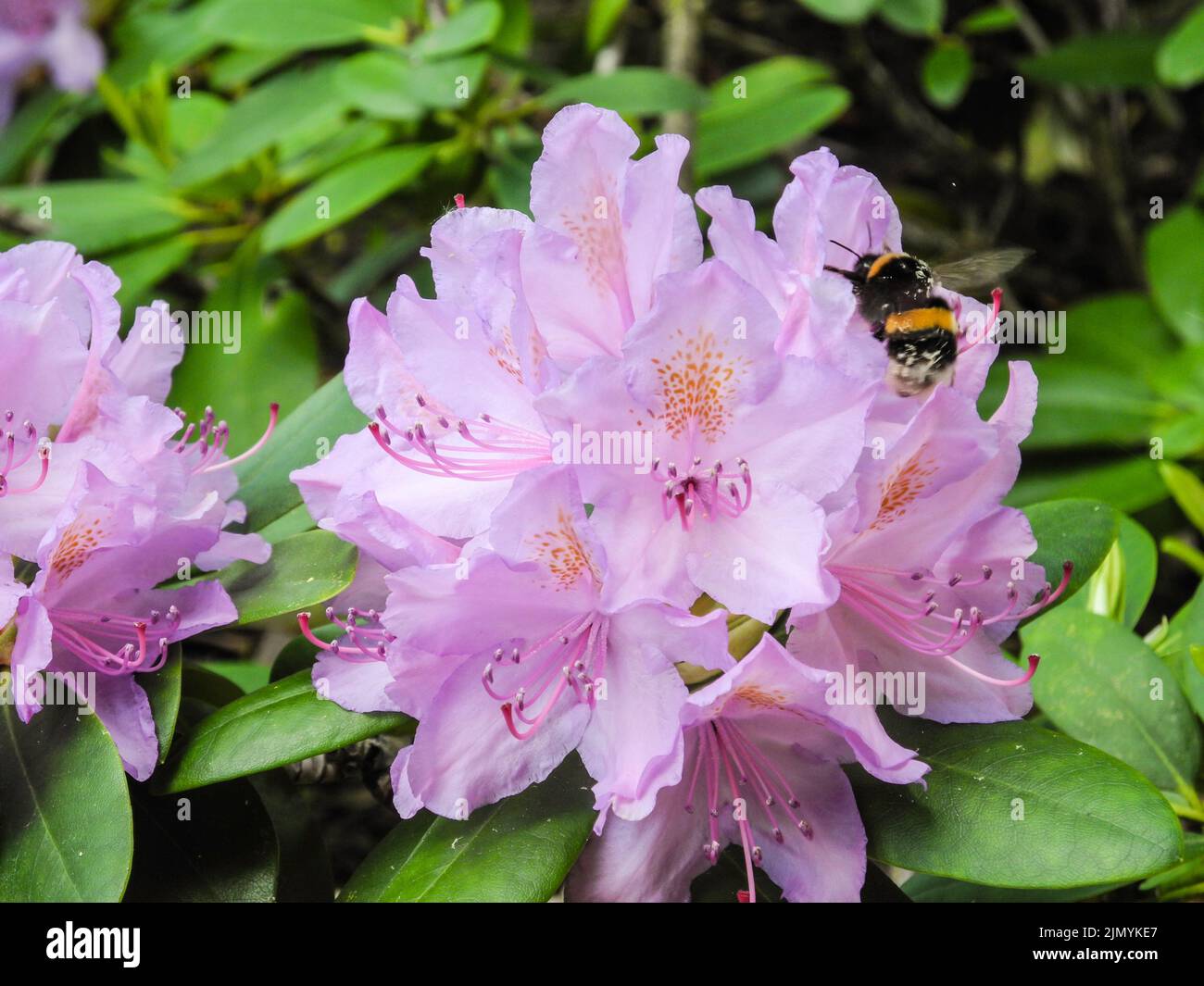Rhododendron fiori e un bumblebee in un giardino Foto Stock
