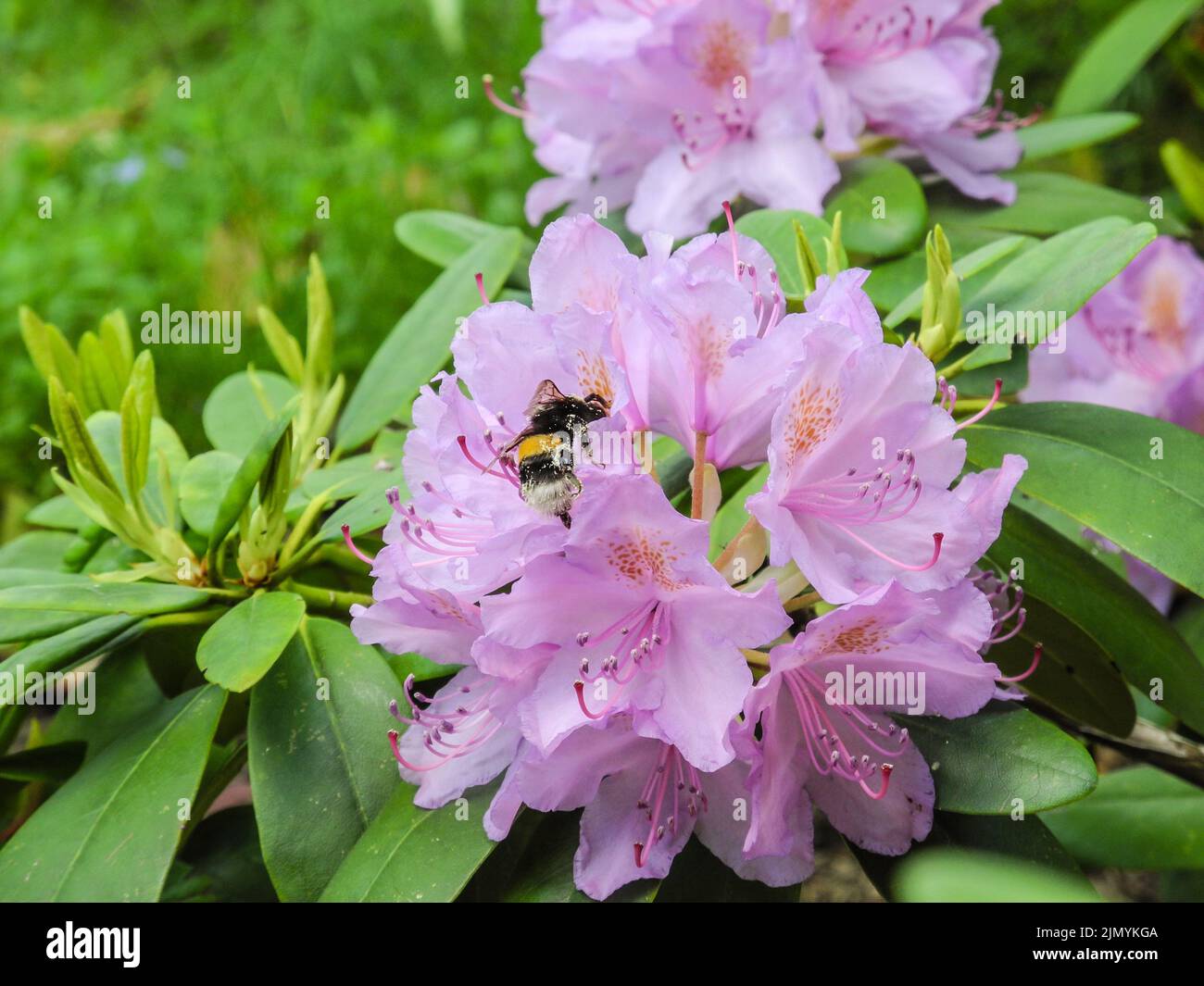 Rhododendron fiori e un bumblebee in un giardino Foto Stock
