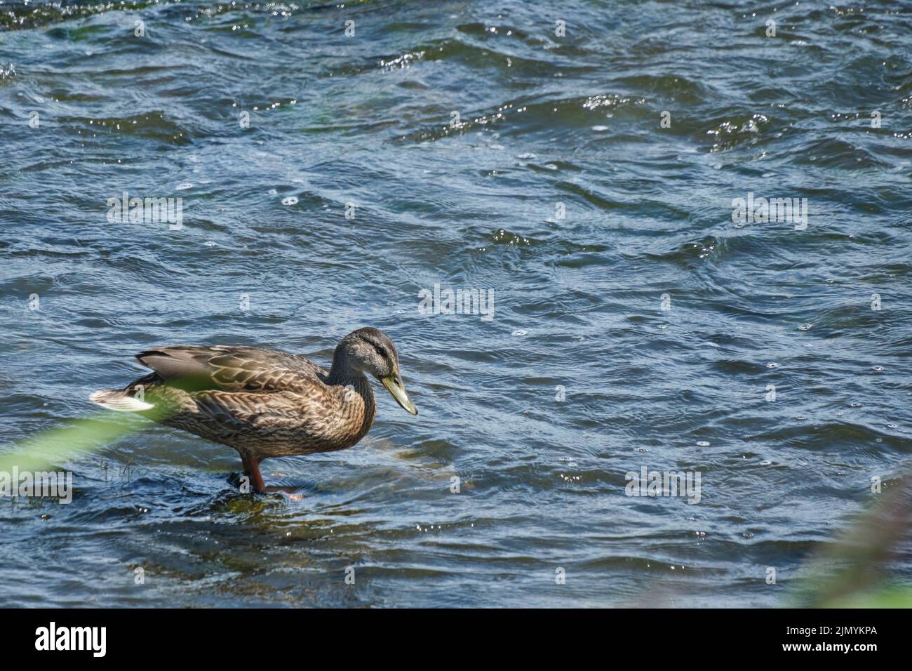 Anatra in piedi nel fiume sta ottenendo pronto nuotare Foto Stock