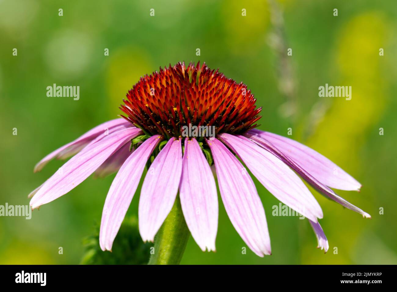 Un coneflower rosa in un prato. Foto Stock