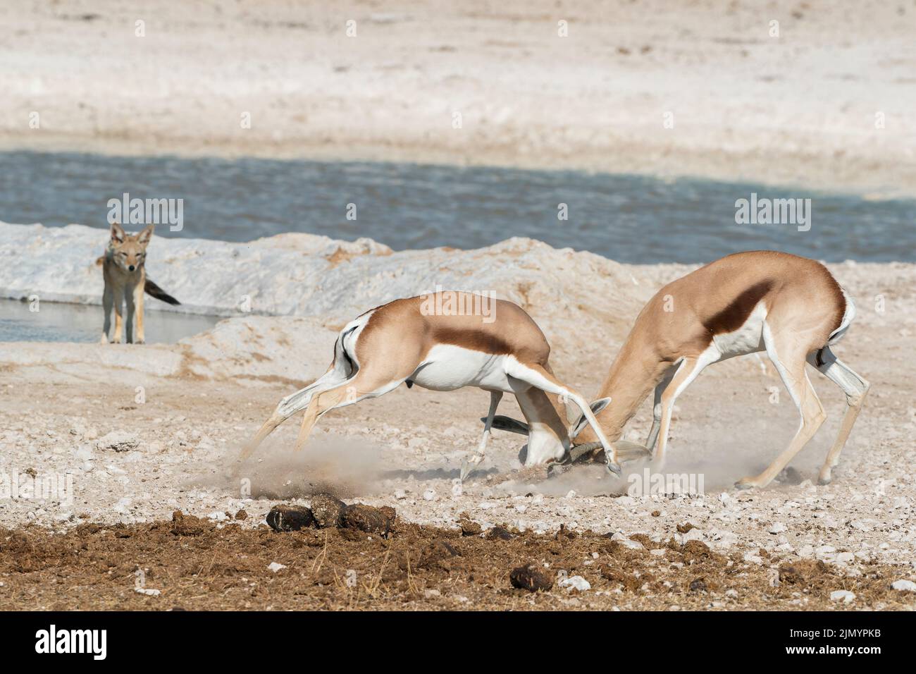 Springbok, Antidorcas marsupialis, due animali da combattimento e corna di chiusura, Parco Nazionale Etosha, Namibia, 12 luglio 2022 Foto Stock