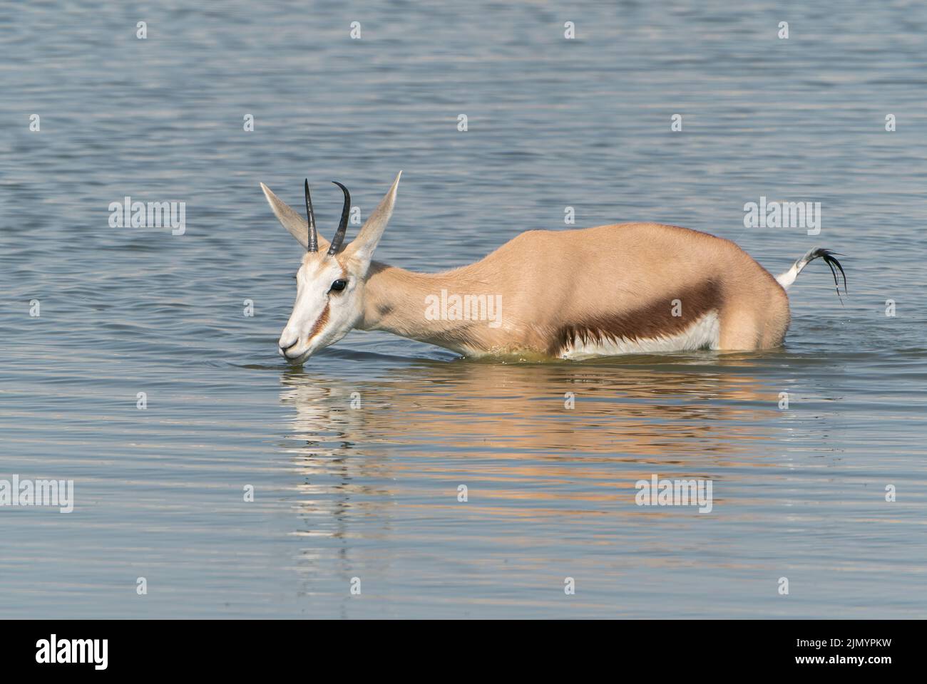 Springbok, Antidorcas marsupialis, singolo animale che guado e sciacquare acqua in un waterhole al Parco Nazionale Etosha , Namibia, 13 luglio 2022 Foto Stock