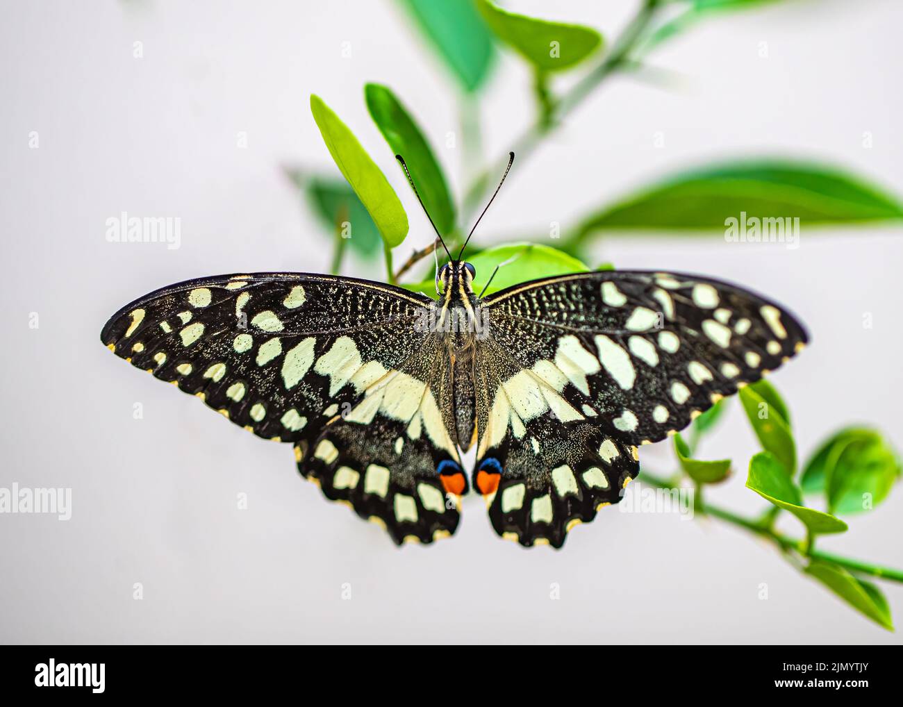 Farfalla di lime con piume aperte su un albero di lime Foto Stock