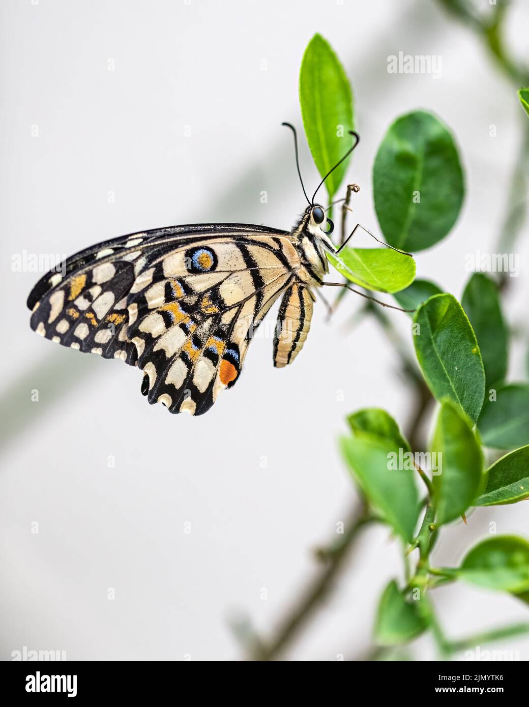 Farfalla di lime su un ramo di albero di lime Foto Stock