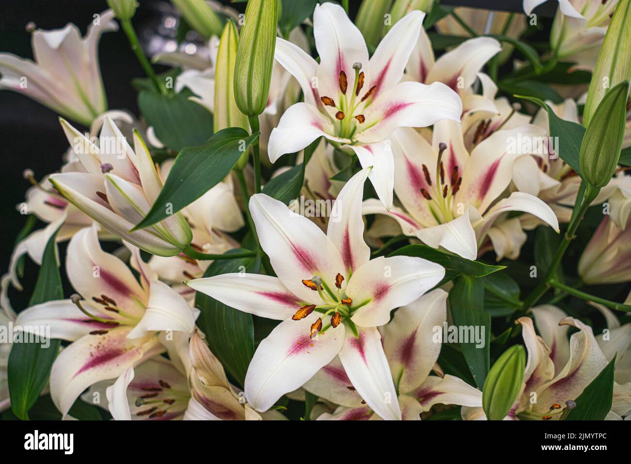 Lilium, Nymph, Giglio orientale, Liliaceae, bulbo, fioriture, fiori profumati, gigli, sei petali bianchi, stampini arancioni, fogliame verde, macchie di colore. Foto Stock