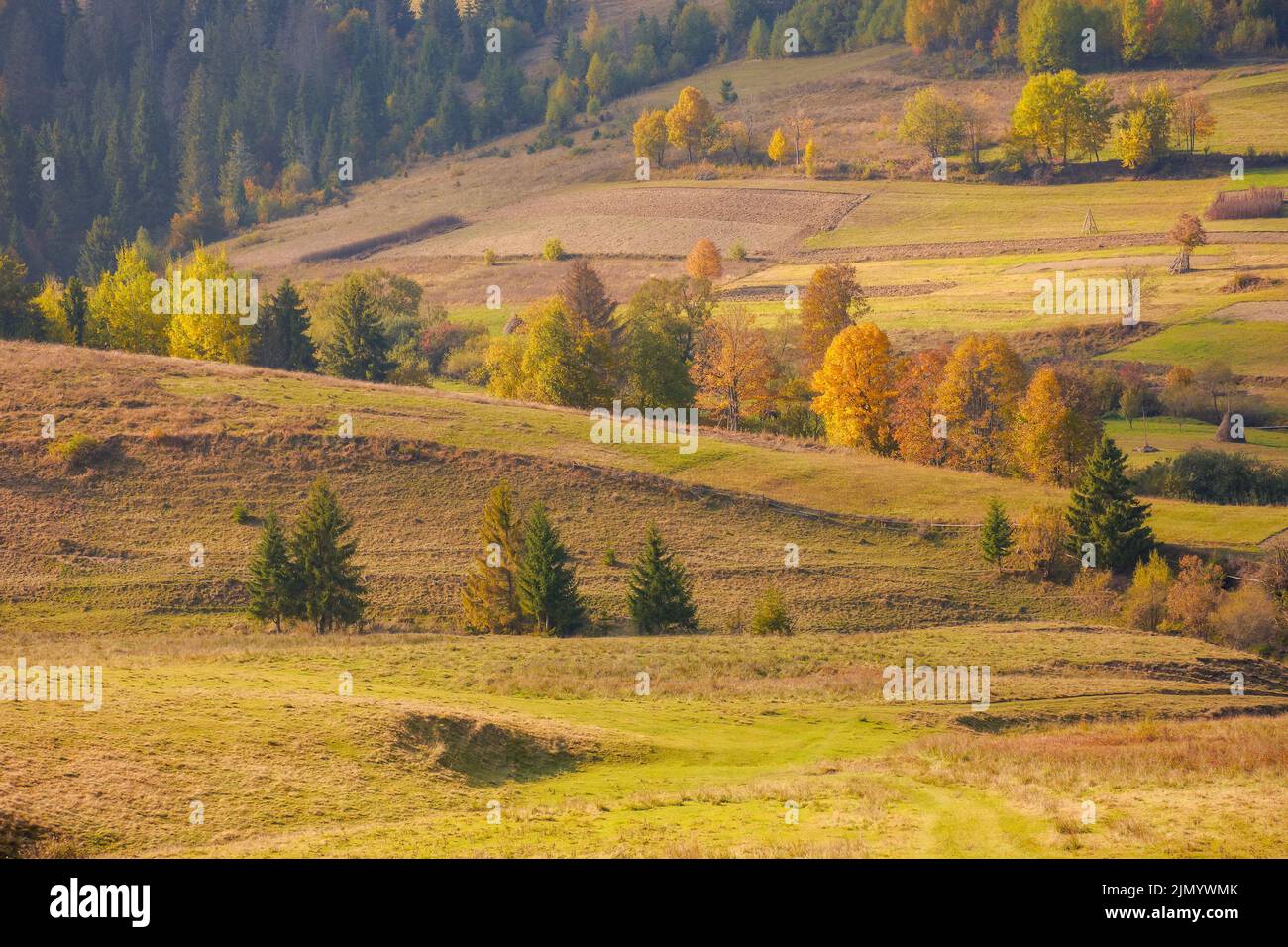 paesaggio rurale in autunno. campi e alberi sulla collina in una luce notturna appollata. meraviglioso paesaggio autunnale soleggiato della campagna carpaziana Foto Stock
