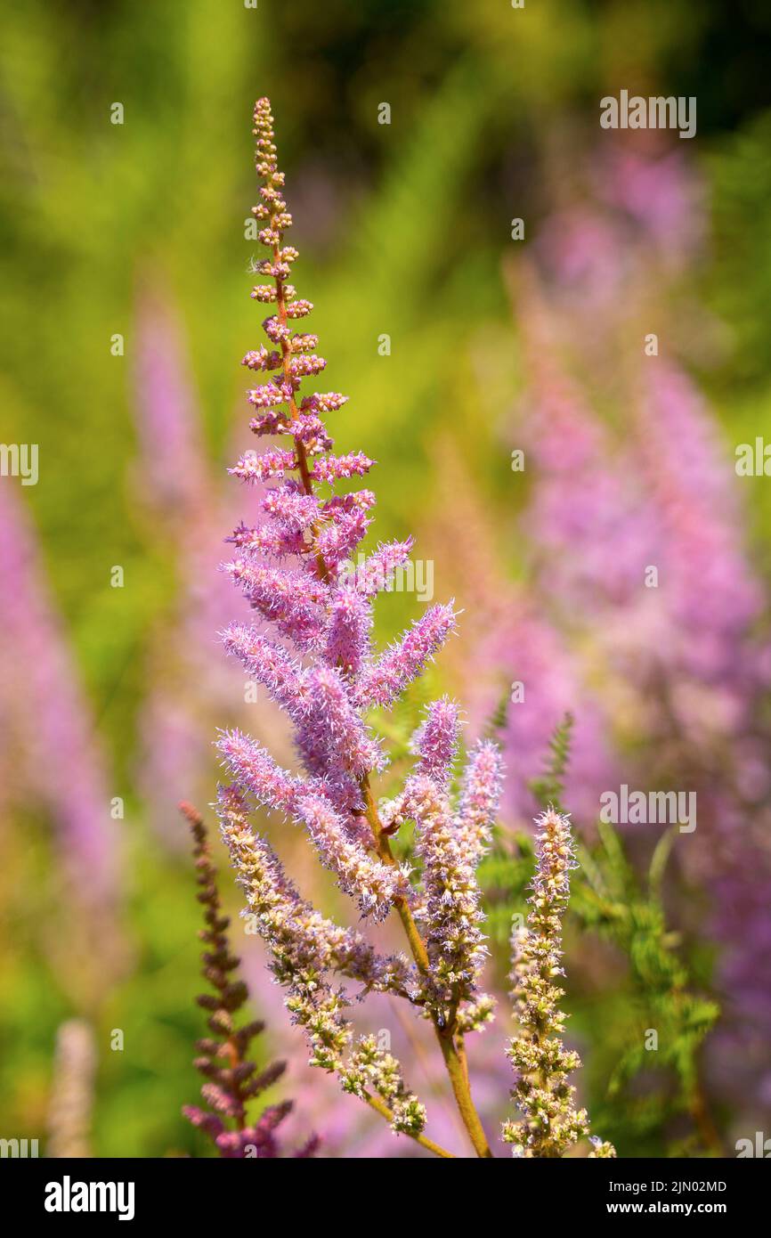 Fiore di astilla viola alla luce del sole come sfondo naturale Foto Stock