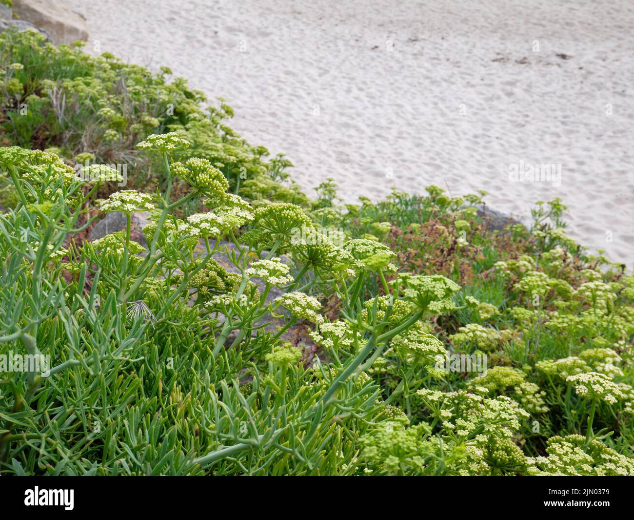 Crithmum maritimum, samphire di roccia o finocchio di mare o samphire piante succulenti fiorite presso la spiaggia sabbiosa vicino Burela, Galizia, Spagna Foto Stock