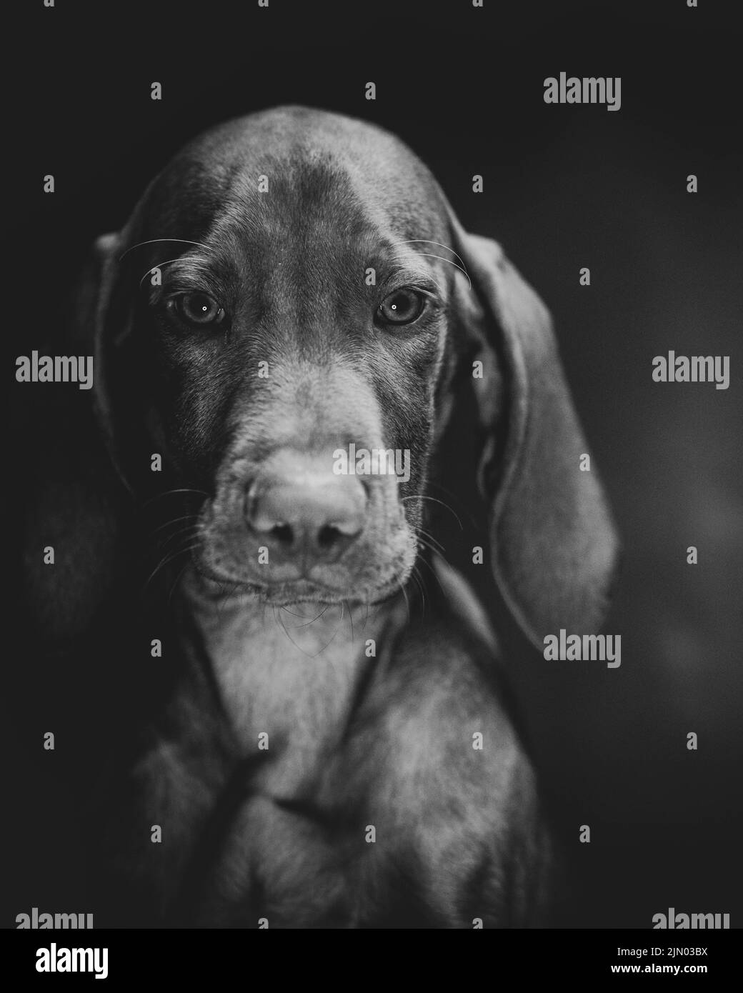 Un ritratto verticale in scala di grigi di un cane Weimaraner Foto Stock