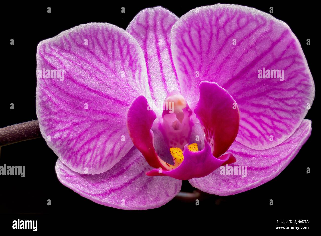 Primo piano immagine di giardini fiorito orchidea Foto Stock