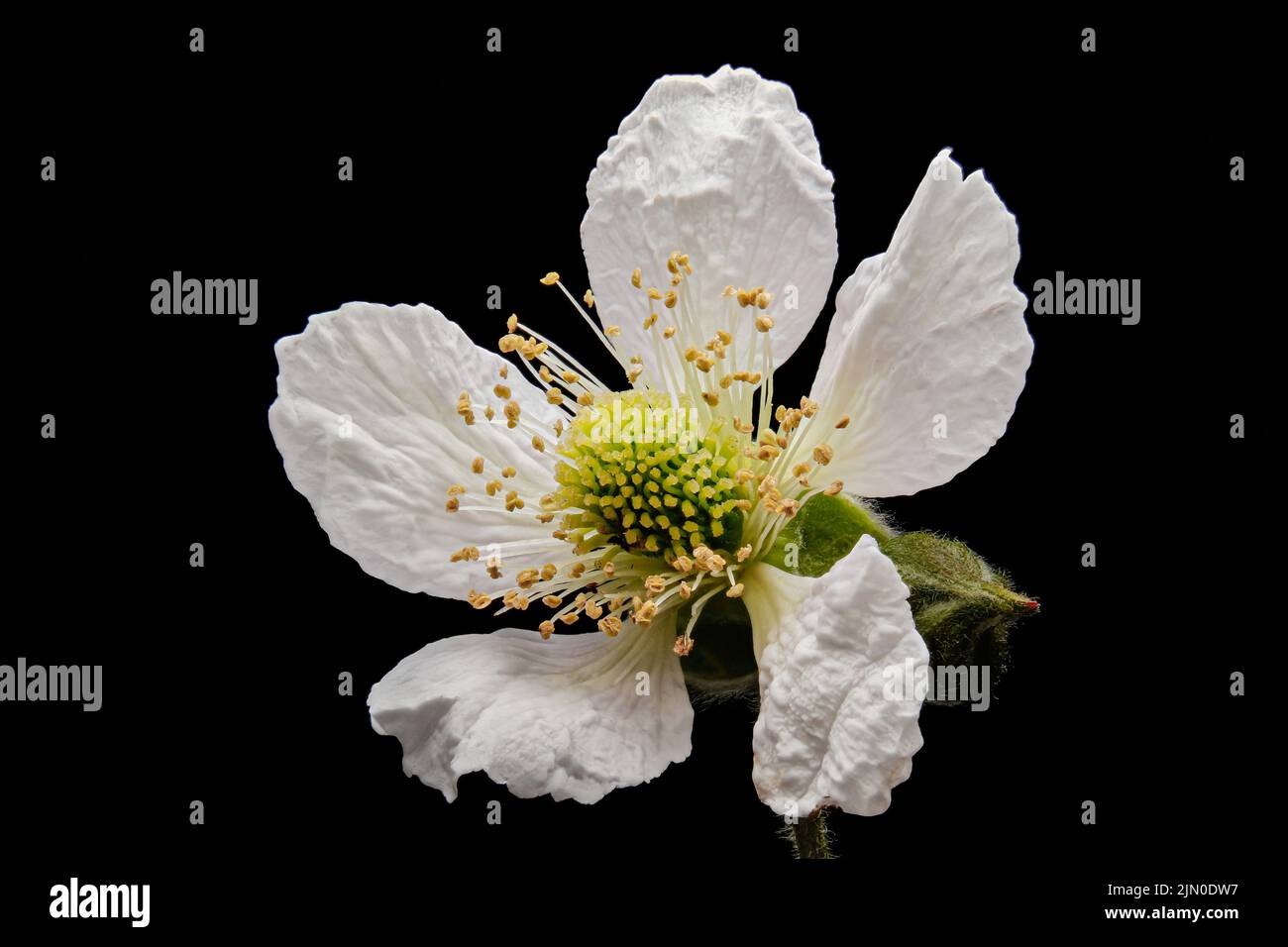 Immagine ravvicinata del fiore di fragola Foto Stock