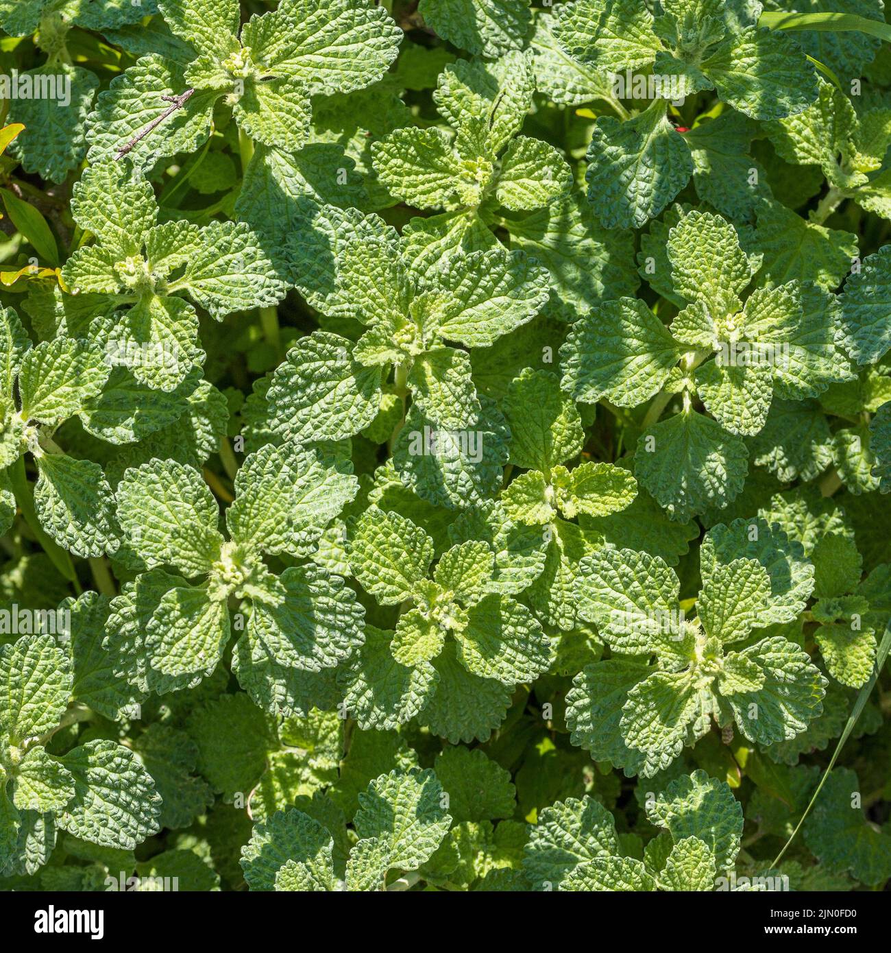 Marrubium vulgare, foglie della pianta di White Horehound Foto Stock