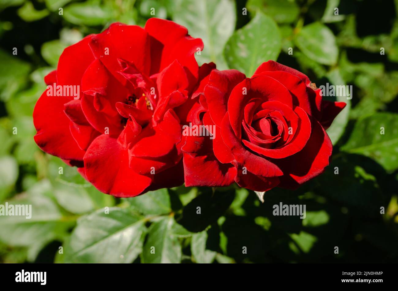 Red Garden Roses in fiore su un cespuglio di rose in primavera Foto Stock
