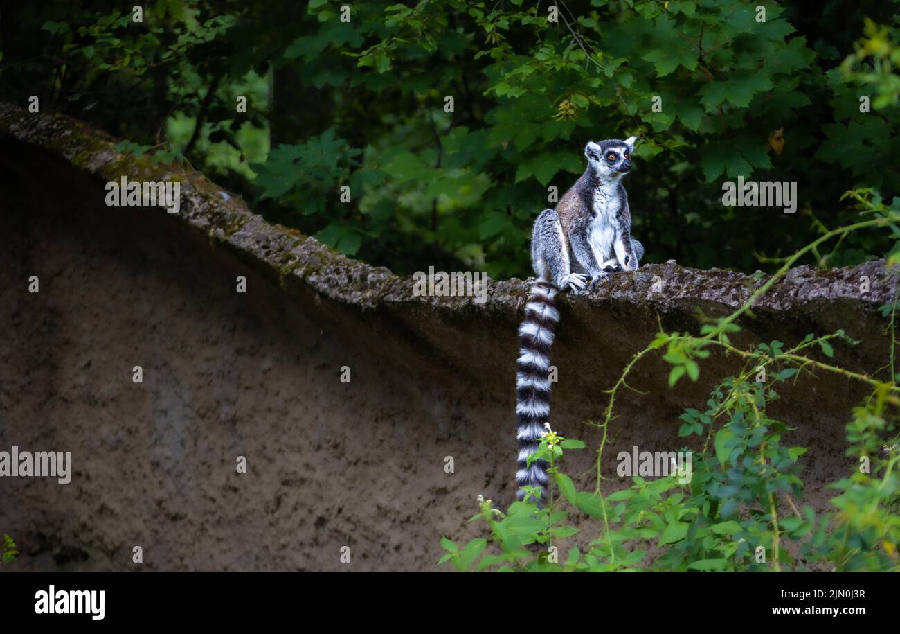 Anello-tailed lemur - Lemur catta Foto Stock