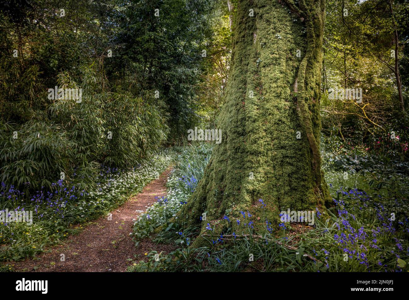 Un tronco di albero coperto di muschio che cresce accanto a un sentiero sopraelevato nel giardino subtropicale selvaggio Penjjjick in Cornovaglia. Foto Stock