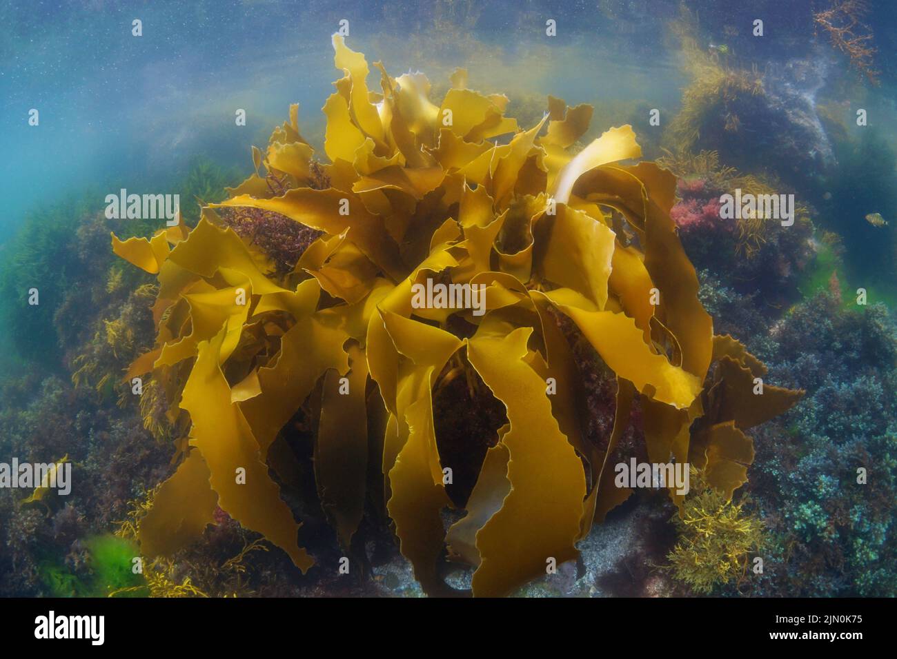 Alga Golden kelp sott'acqua nell'oceano Atlantico (alga di Laminaria ocroleuca), Spagna Foto Stock