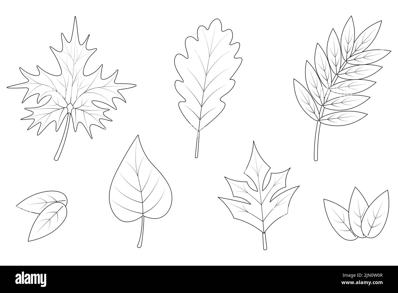 Foglie. Schizzo. Raccolta di illustrazioni vettoriali. Set di foglie di acero, pioppo, rowan, rovere e uva. Il fogliame dell'albero è striato. Illustrazione Vettoriale Foglie. Schizzo. Raccolta di illustrazioni vettoriali. Set di foglie di acero, pioppo, rowan, rovere e uva. Il fogliame dell'albero è striato. Illustrazione Vettoriale