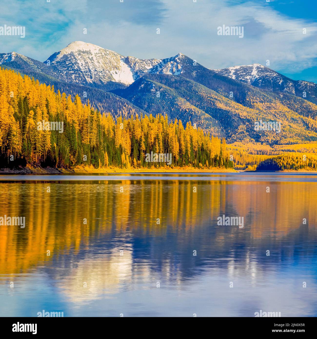 colori autunnali di larice occidentale nella gamma di testa sopra serbatoio di cavalli affamati vicino cavallo affamato, montana Foto Stock