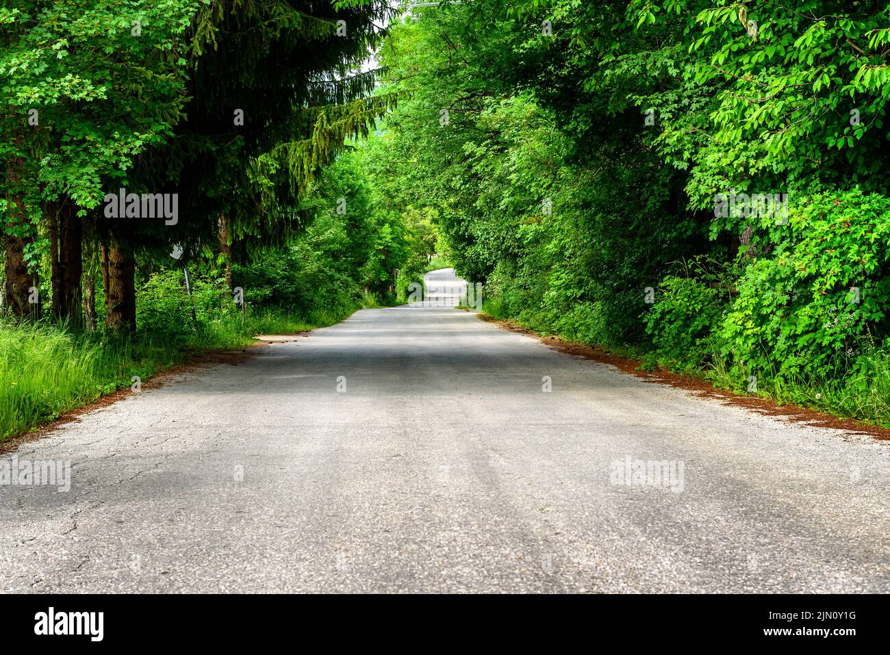Strada di campagna con alberi in una giornata di primavera soleggiata. Ondeggiante strada rurale. Foto Stock