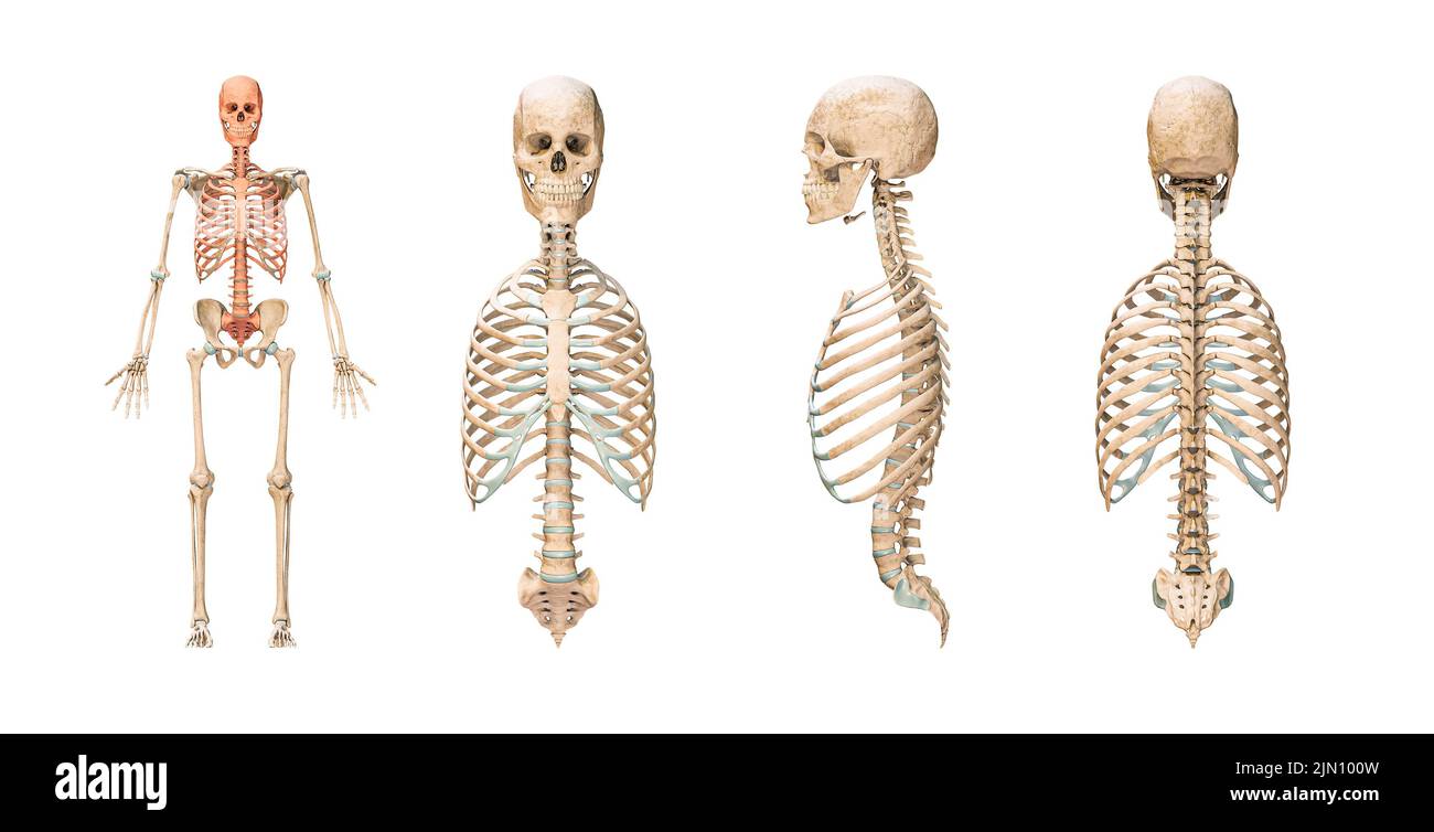 Ossa assiali accurate del sistema scheletrico umano o scheletro isolato su sfondo bianco 3D illustrazione del rendering. Grafico anatomico vuoto. Anteriore, la Foto Stock