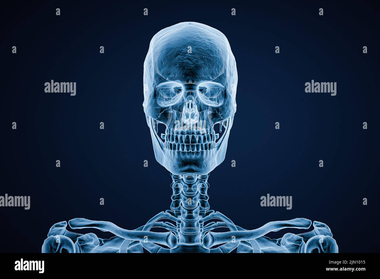 Immagine radiografica della vista anteriore o anteriore del cranio di un maschio adulto su sfondo blu 3D illustrazione di rappresentazione. Anatomia, medicina, medicina, scienza, osteolo Foto Stock